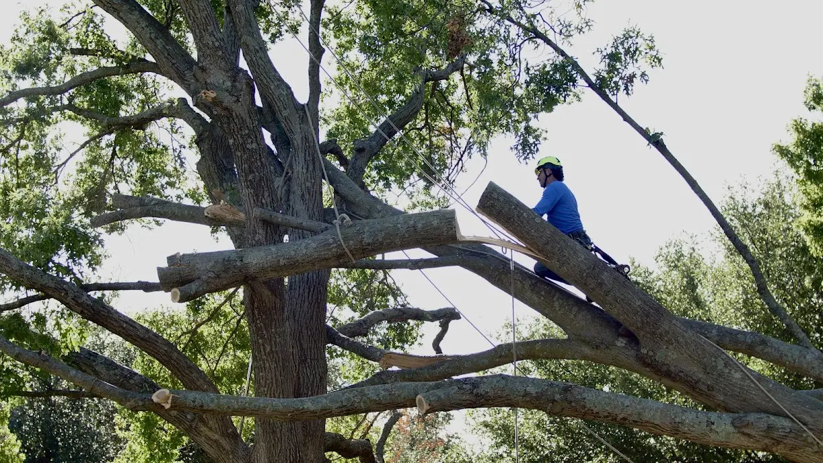 Professional Crown Thinning performed by certified arborists in Round O