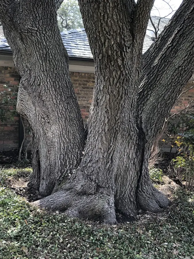Mature heritage tree close to a Round O property cared for by certified arborists
